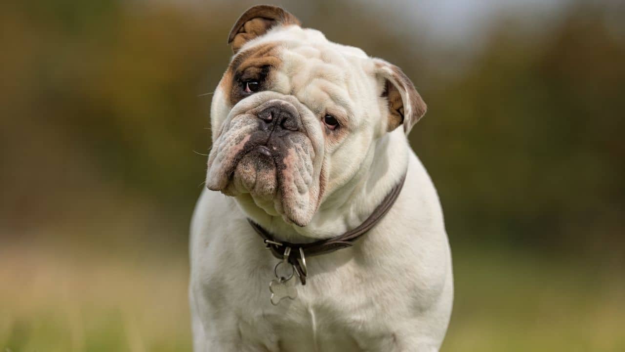 English Bulldog