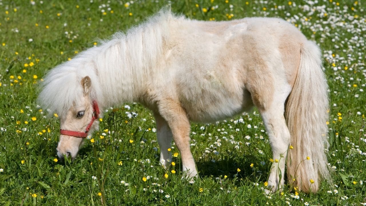 Falabella