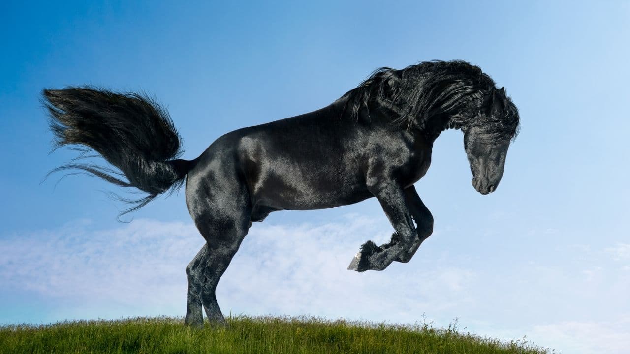 Friesian