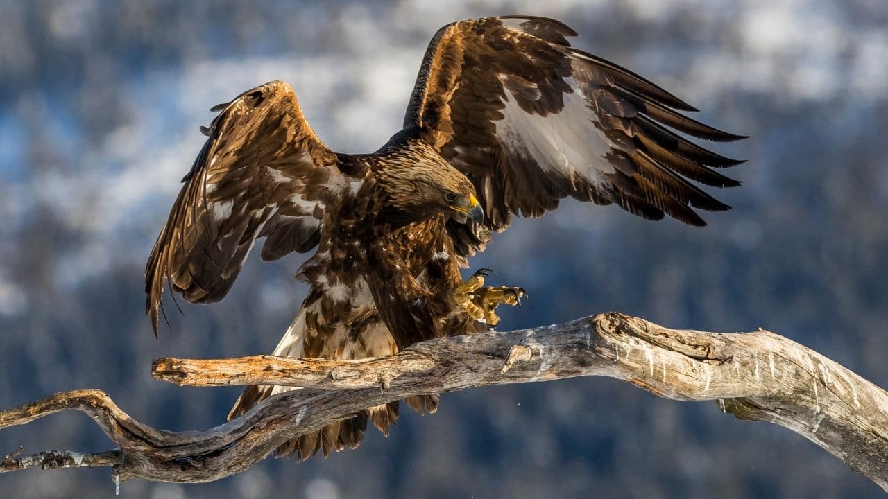 Golden Eagle