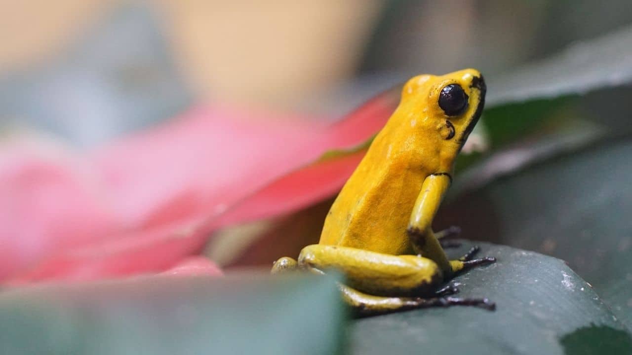 Golden Poison Dart Frog