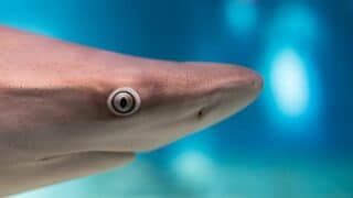 Gouging Shark's Eyes