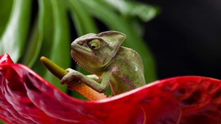 The Reason Why There Aren’t More Green Animals For Camouflage Is…