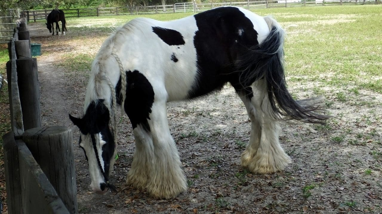 Gypsy Vanner