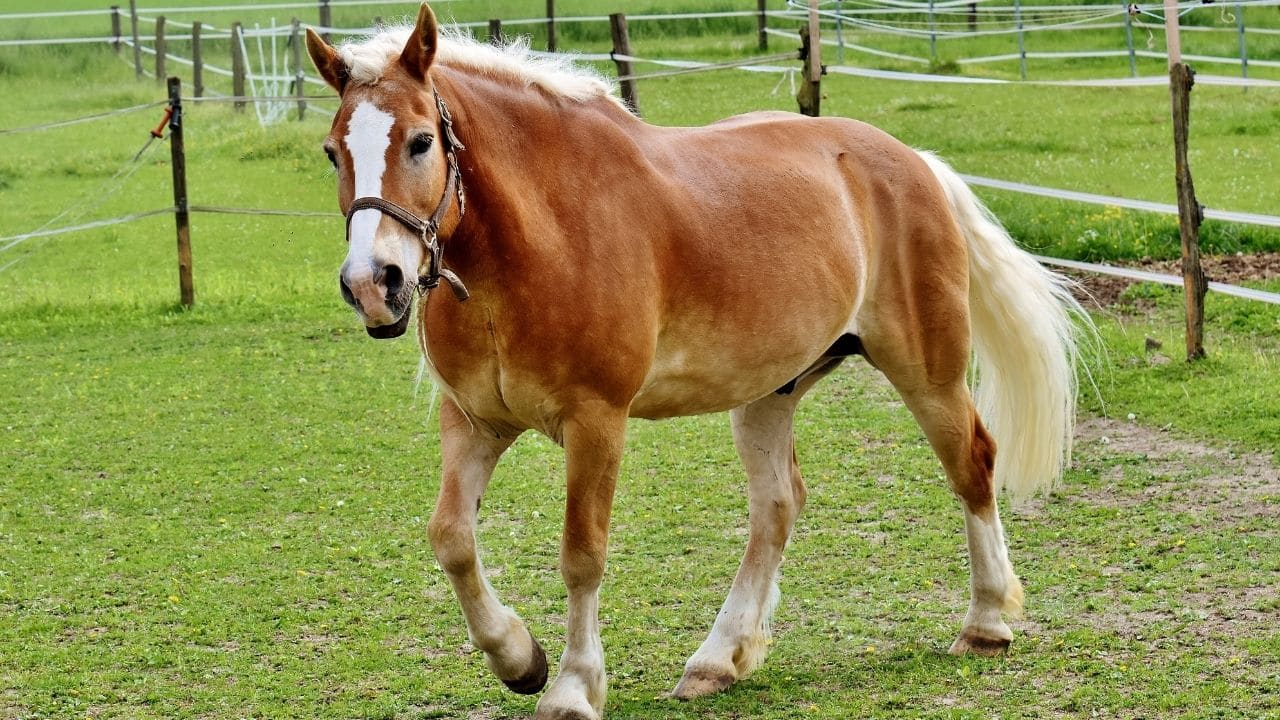 Haflinger