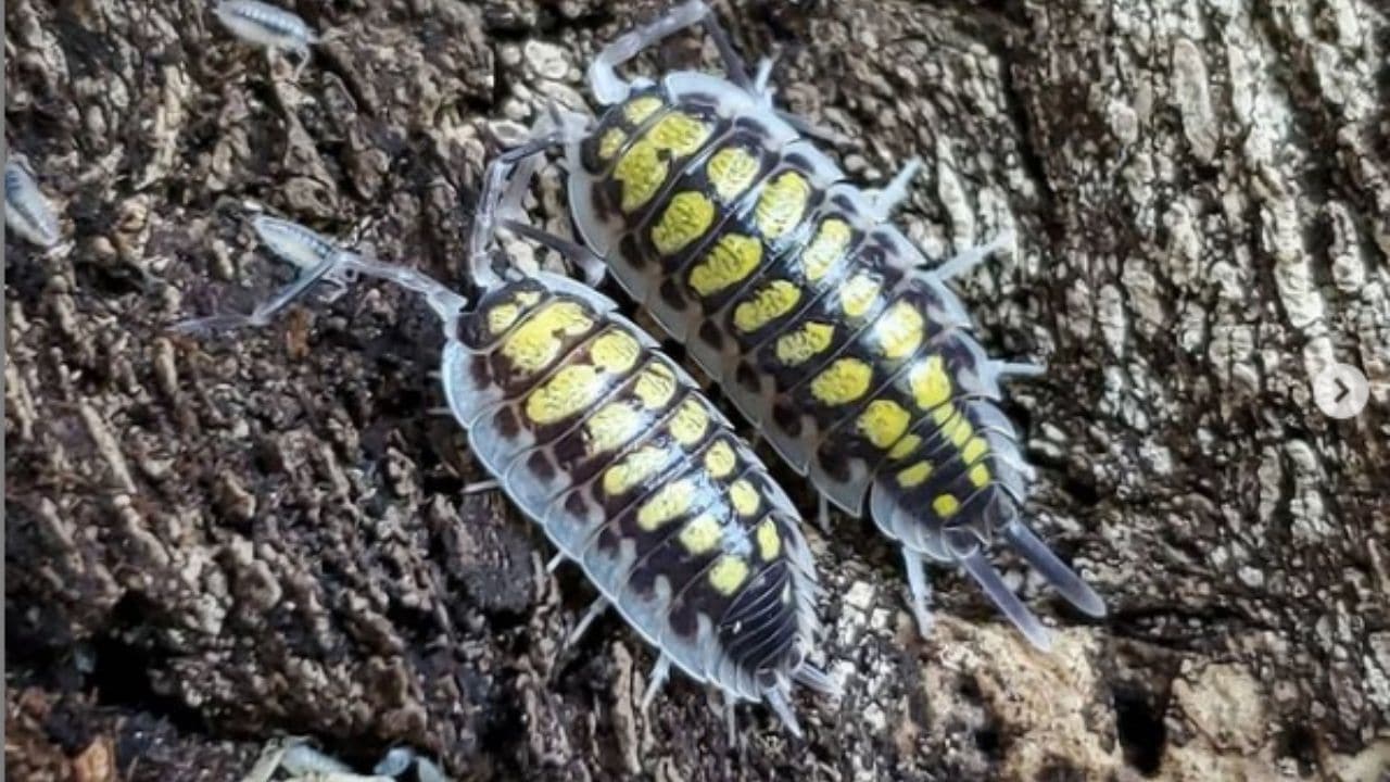 High Yellow Isopods