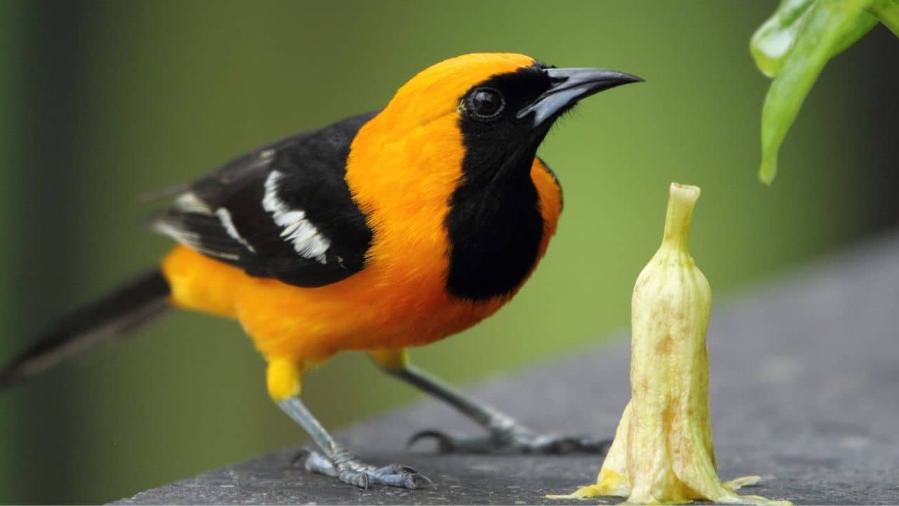 Hooded Oriole