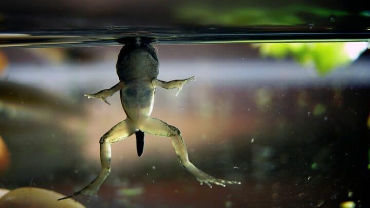 How Do Frogs Breathe? Fascinating!