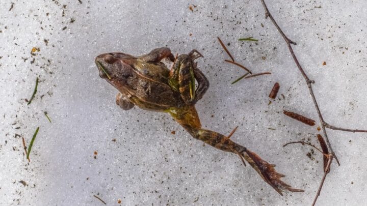 How Frogs Hibernate — Oh! There They Are