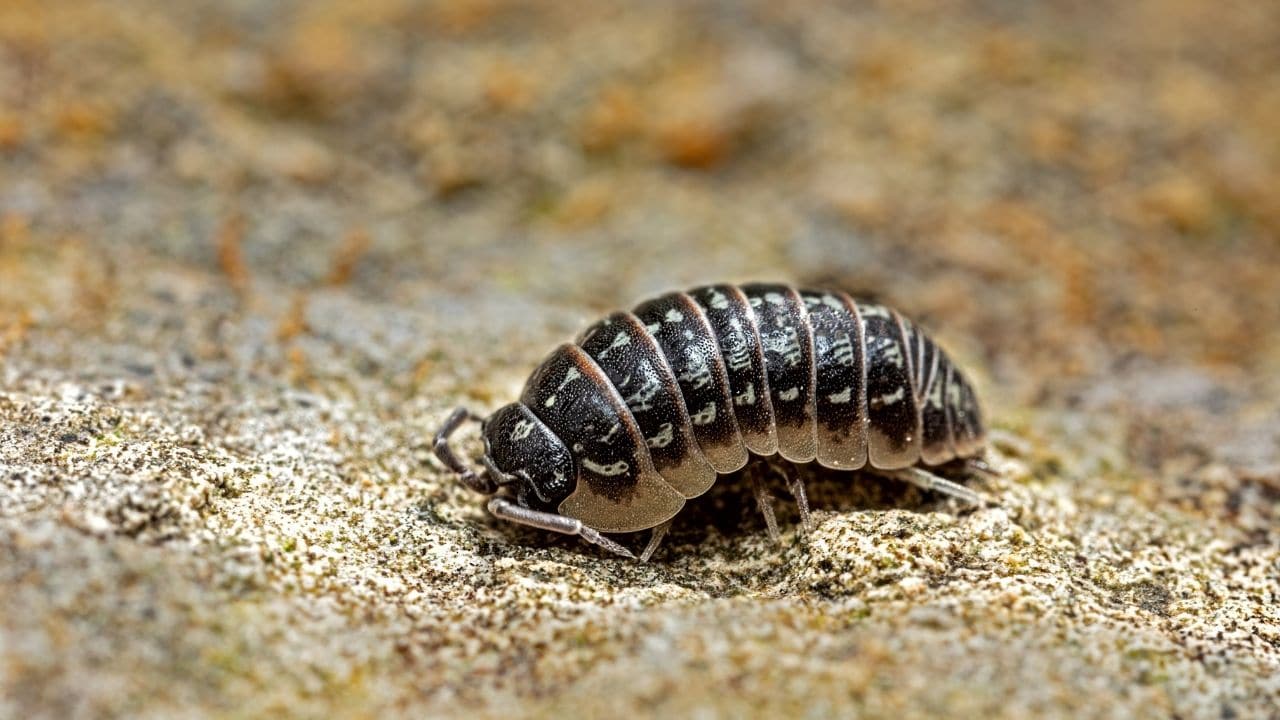 How Isopods Breathe — 1 Best Answer
