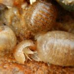 How Do Isopods Reproduce
