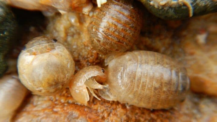 How Do Isopods Reproduce? Ooh! Interesting!