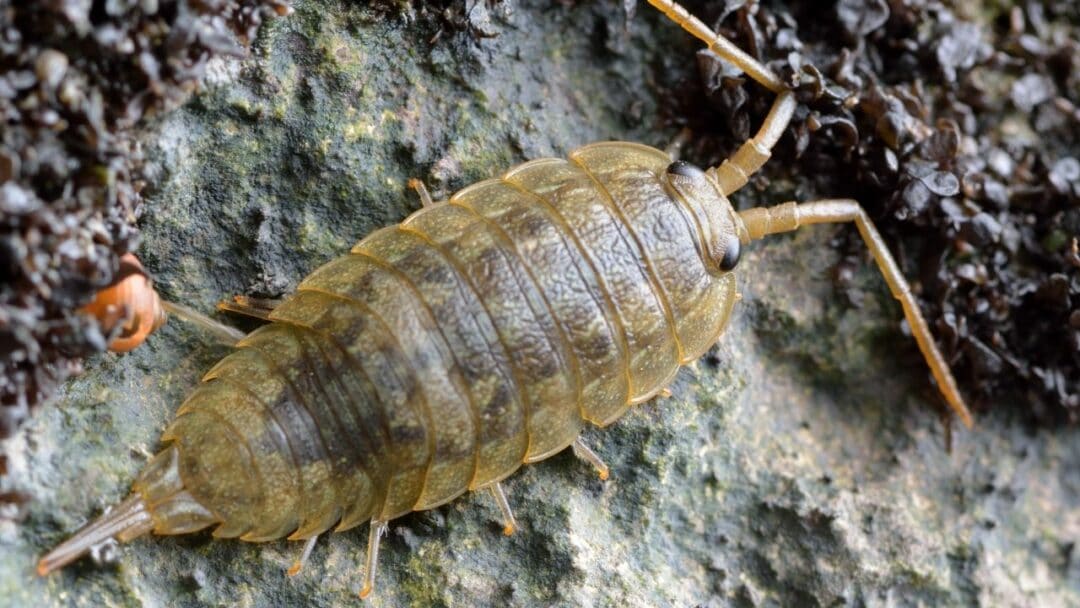 Munnid Isopods — What Are They?