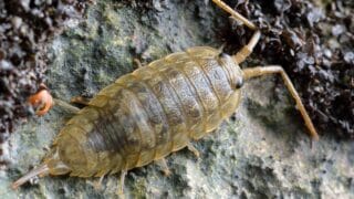 How Do Isopods Respire