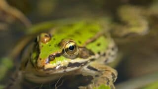 How Frogs Drink Water