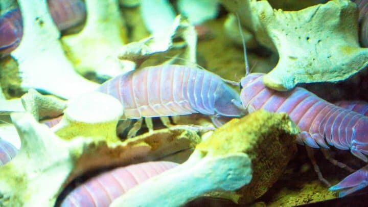 How Isopods Eat — Aha! Busted!