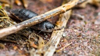 How Isopods Sense their Environment