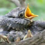 How Long Baby Robins Stay in the Nest