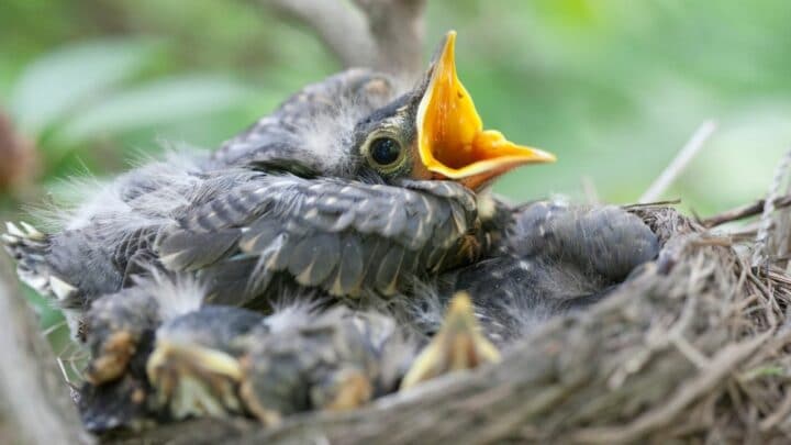 what do baby robins eat other than worms