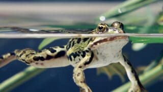 How Long Can Frogs Hold Their Breath