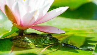 How Long Frogs Can Stay Underwater