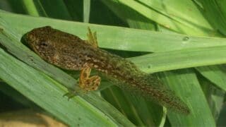 How Long It Takes for Tadpoles to Turn into Frogs