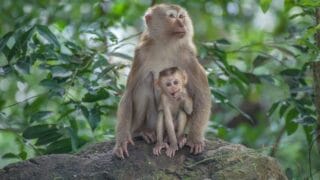 How Long Monkeys Live