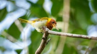 How Robins Find Worms