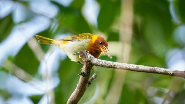 How Robins Find Worms — Incredible!