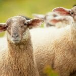 How a Herd and a Flock of Sheep Differ