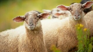 How a Herd and a Flock of Sheep Differ