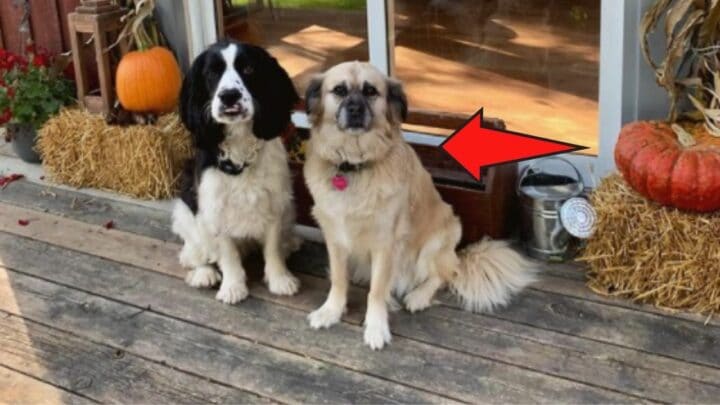 How a Pug and Golden Retriever Mix Looks Like — Wow!