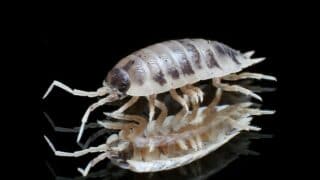How long Isopods Live