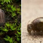 How to Keep Isopods and Springtails in a Terrarium