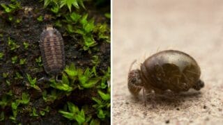 How to Keep Isopods and Springtails in a Terrarium