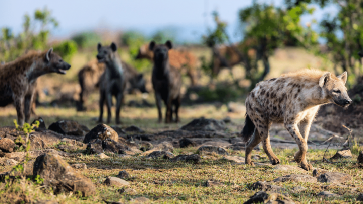 Hyenas in groups are strong and could overpower a lion entering their territory