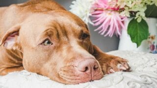 Is It Safe to Leave a Pitbull with a Baby