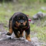 Is There Something Like A Miniature Rottweiler Breed