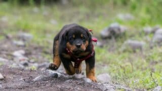 Is There Something Like A Miniature Rottweiler Breed