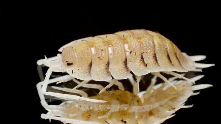 Isopods Behavior — Interesting Things!