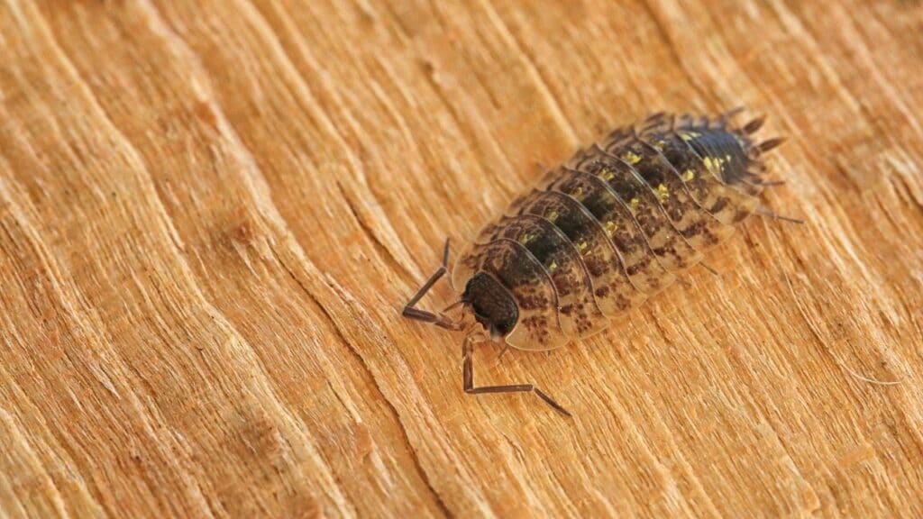 Aquatic Isopods — Revealed!