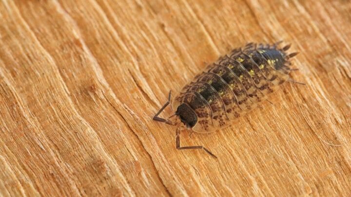 Why Isopods Prefer Dark Environments — The Answer!