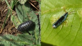 Isopods and Springtails