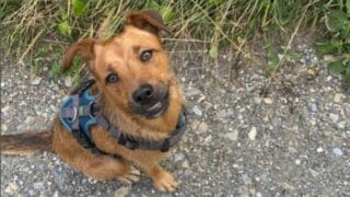 Jack Russell Labrador Mix