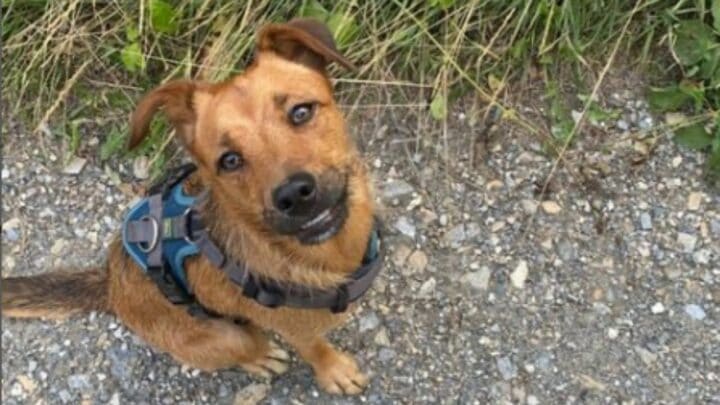 What Full Grown Jack Russell Labrador Mixes are Like