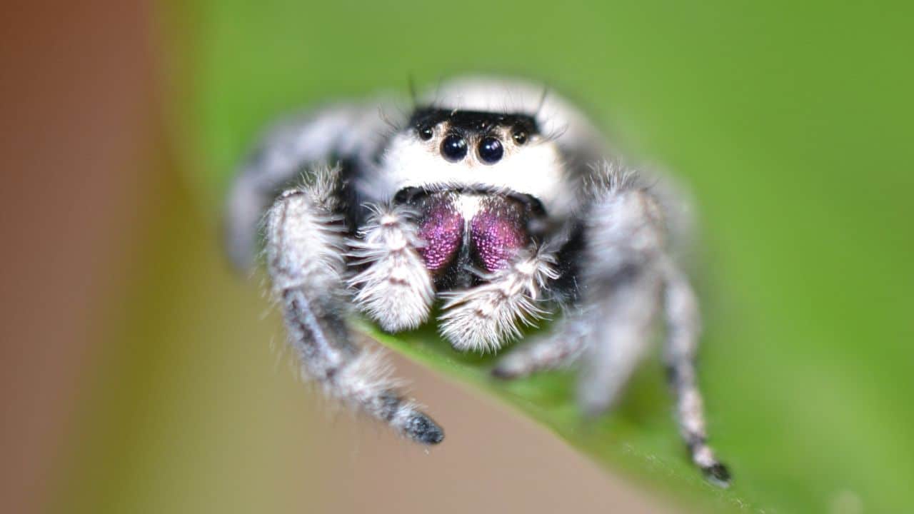 Jumping Spiders