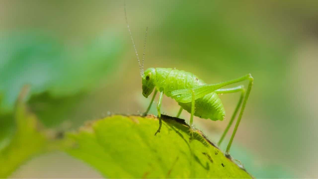 Katydids