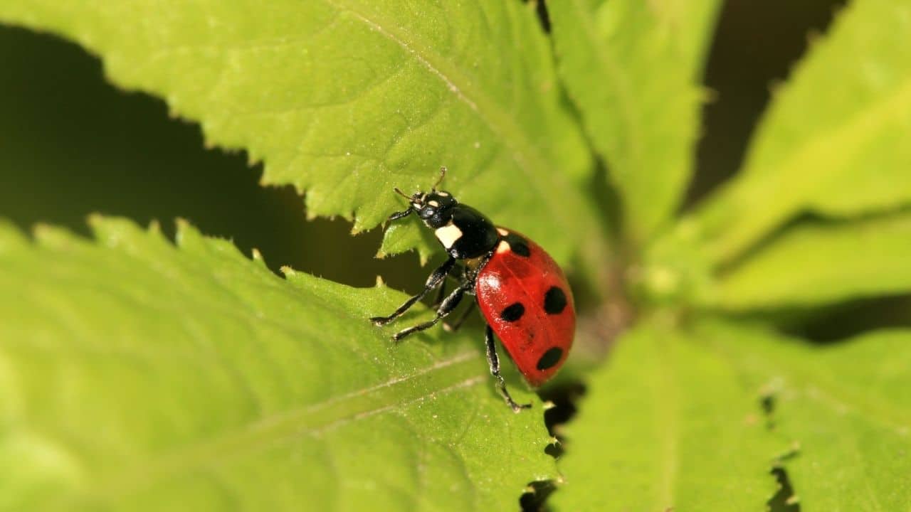 Ladybugs