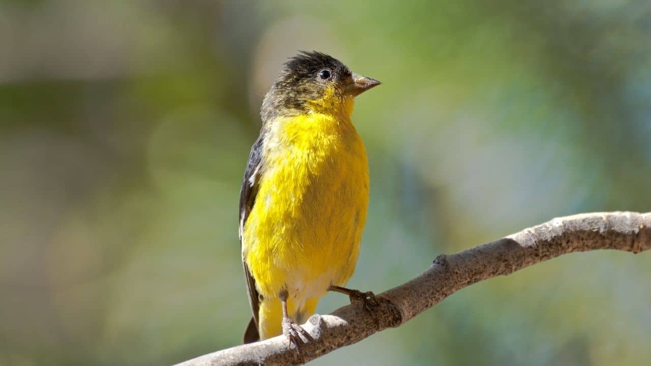 Lesser Goldfinch