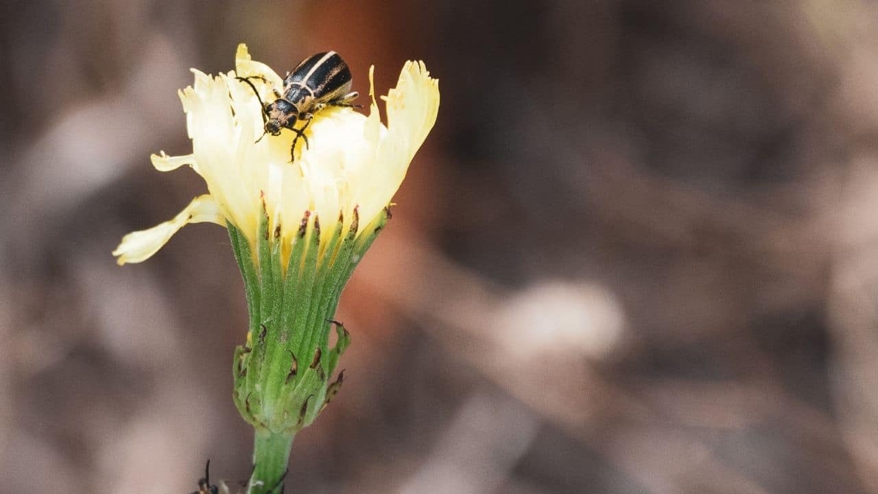 Lightening Bugs